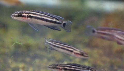 Julidochromis cf. ornatus 'Kiku'
