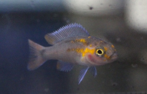 Neolamprologus sp. 'falcicula cygnus'