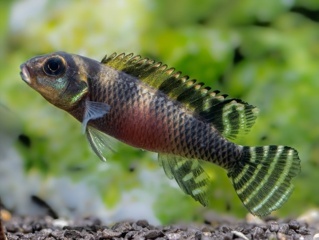 Nanochromis transvestitus