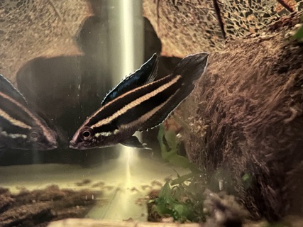 Parosphromenus cf. phoenicurus