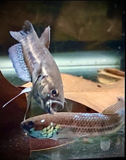 Betta ocellata