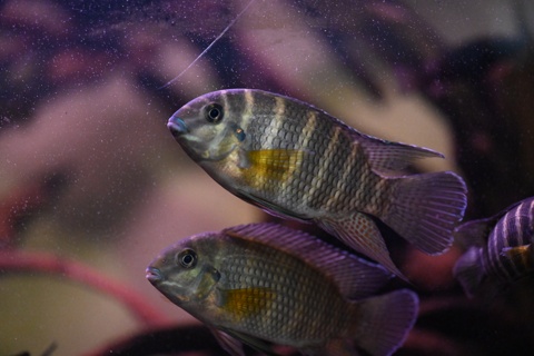 Coelotilapia joka