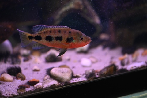 Hemichromis fasciatus