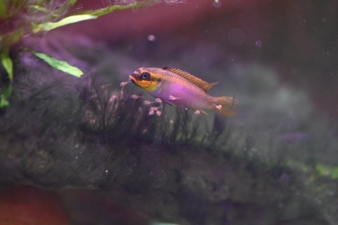 Pelvicachromis taeniatus Kienke