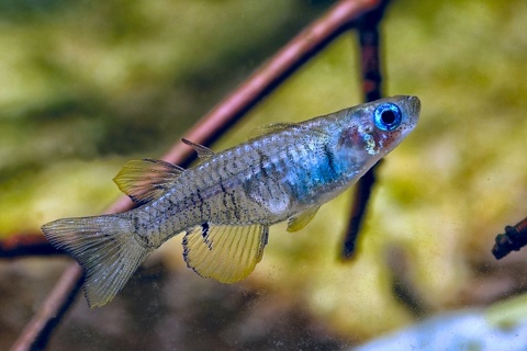Pseudomugil Paludicola