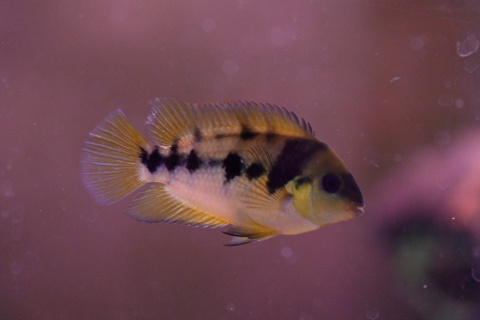 Amatitlania nanolutea