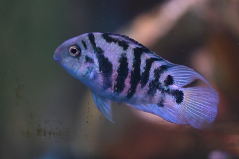Amatitlania nigrofasciata HRP