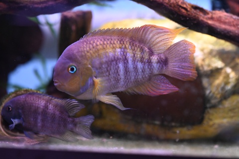 Amatitlania sajica