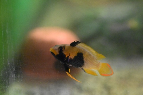 Apistogramma panduro