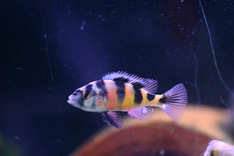 Astatotilapia latifasciata