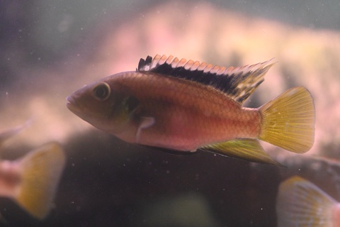 Benitochromis nigrodorsalis Idenau
