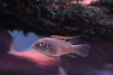 Benitochromis riomuniensis Dehane