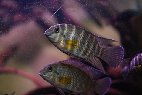 Coelotilapia joka