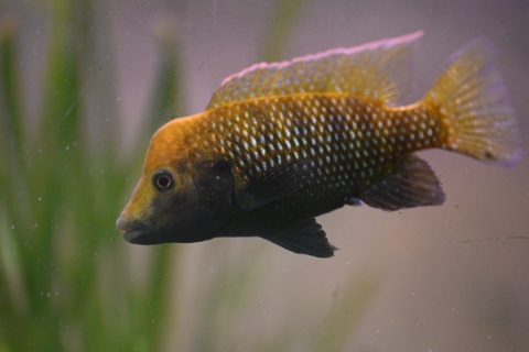 Danakilia sp. 'Shukoray'