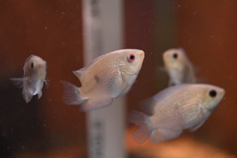 Heroina isonycterina