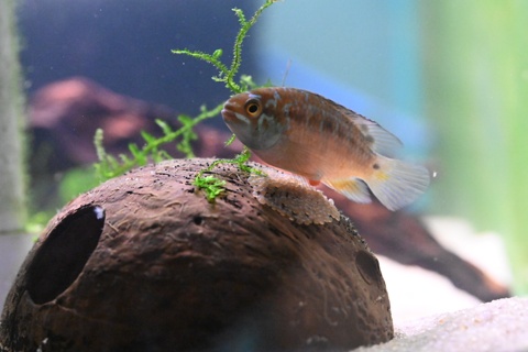 Ivanacara bimaculata