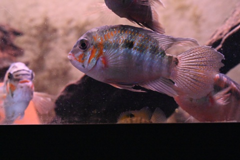 Krobia xinguensis
