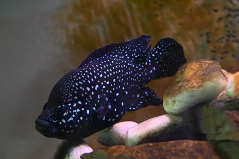 Paratilapia sp. "Fony" (East Coast Small Spot)