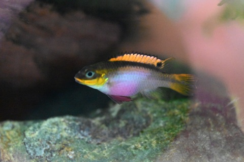 Pelvicachromis taeniatus Moliwe