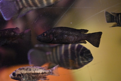 Stomatepia pindu