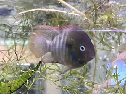 Amatitlania sajica
