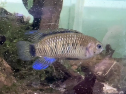 Badis badis
