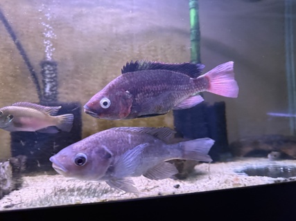 Oreochromis esculentus