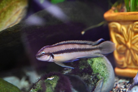 Telmatochromis vittatus