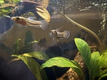 Betta Albimarginata