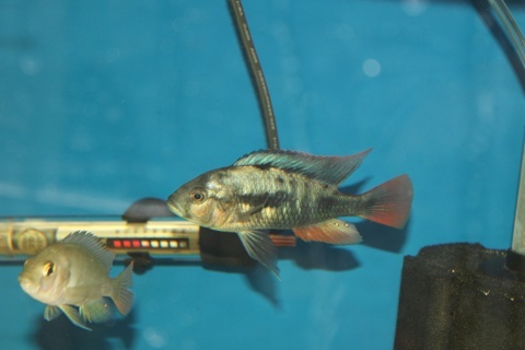 Haplochromis sp. 'cherry fin'