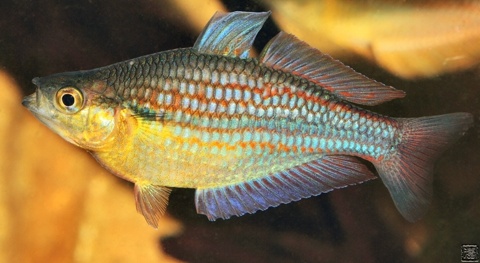 Melanotaenia Ogilbyi