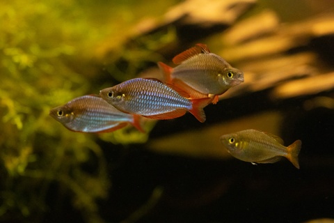 Melanotaenia praecox