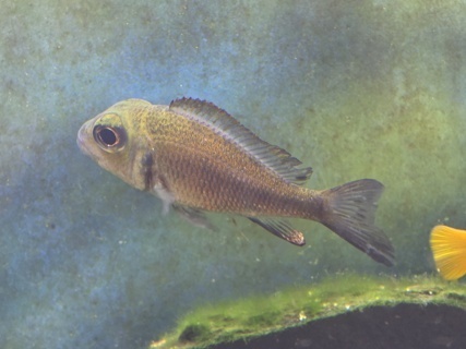 Callochromis macrops 'Red'