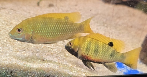 Coptodon kottae