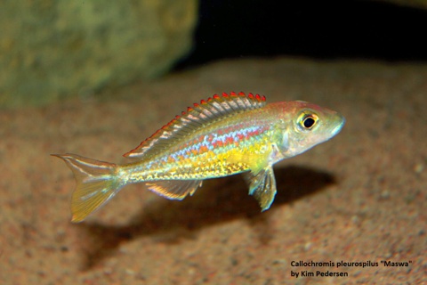 Callochromis pleurospilus 'Maswa'