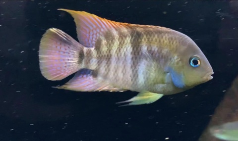 Amatitlania sajica
