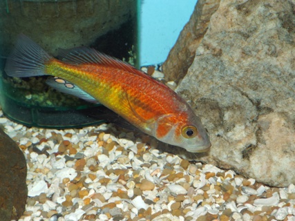 Lipochromis parvidens 'Kyoga'