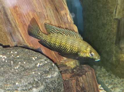 Tilapia guinasana