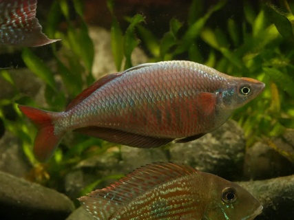 Chilatherina Fasciata 'Kali Web'
