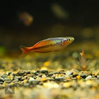 Melanotaenia Boesemani