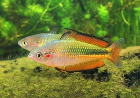 Melanotaenia duboulayi