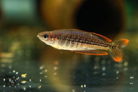 Melanotaenia exquisita
