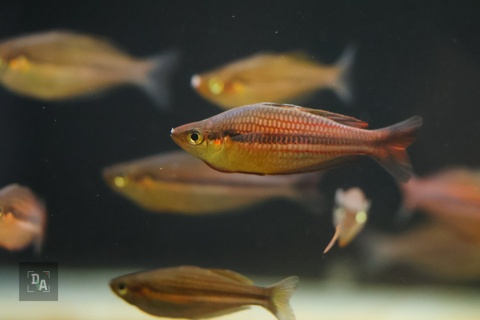 Melanotaenia Ogilbyi