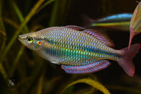 Melanotaenia sp. “Morehead river”