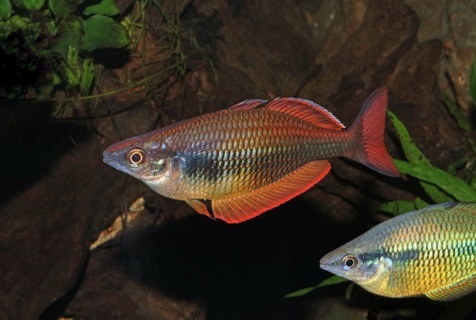 Melanotaenia Sp 'Kali Moysi'