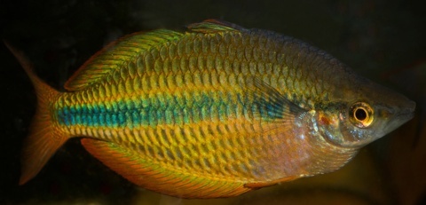 Melanotaenia trifasciata 'Pappan Creek'