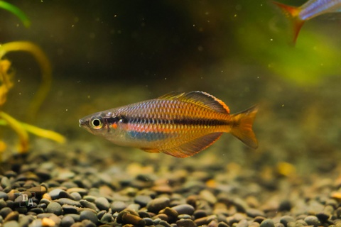 Melanotaenia Wanoma