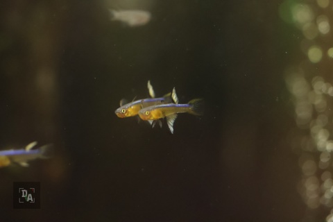 Pseudomugil cyanodorsalis