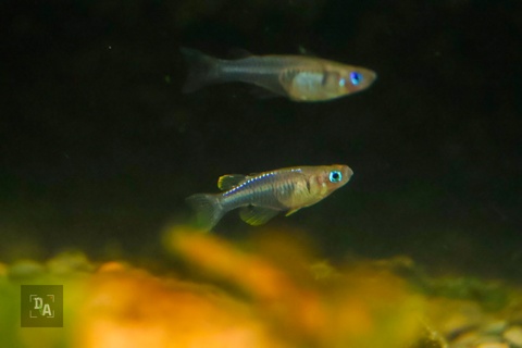 Pseudomugil Paludicola