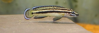 Julidochromis marksmithi